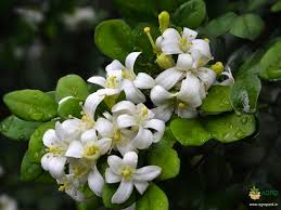 Orange Jasmine Flower Image